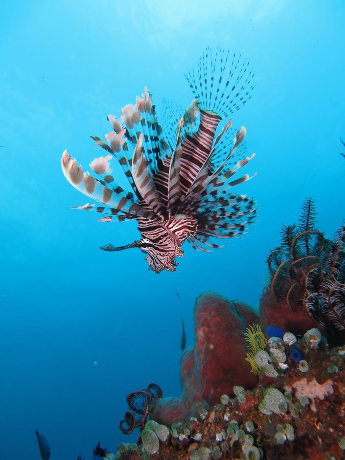 Jukung Dive Resort Bali Amed Εξωτερικό φωτογραφία