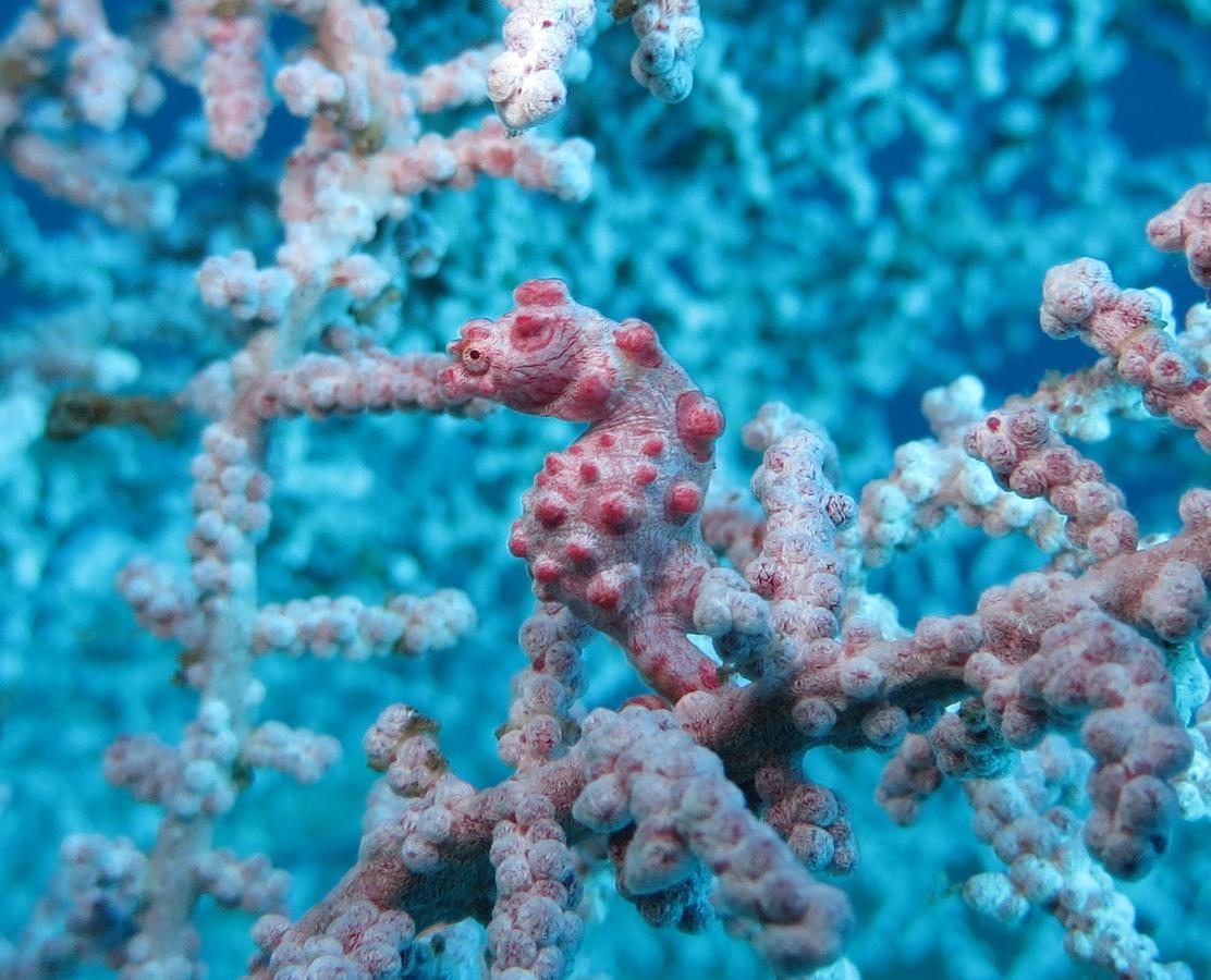 Jukung Dive Resort Bali Amed Εξωτερικό φωτογραφία