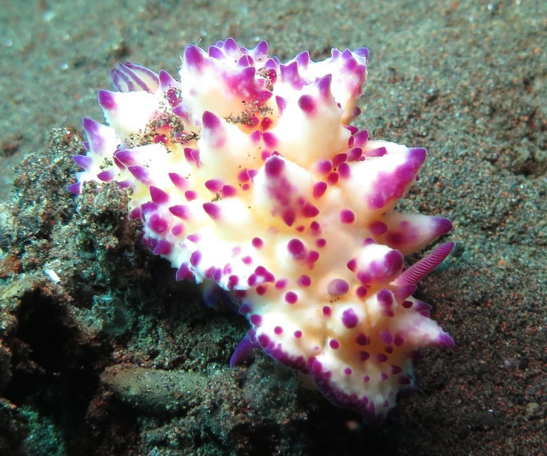 Jukung Dive Resort Bali Amed Εξωτερικό φωτογραφία