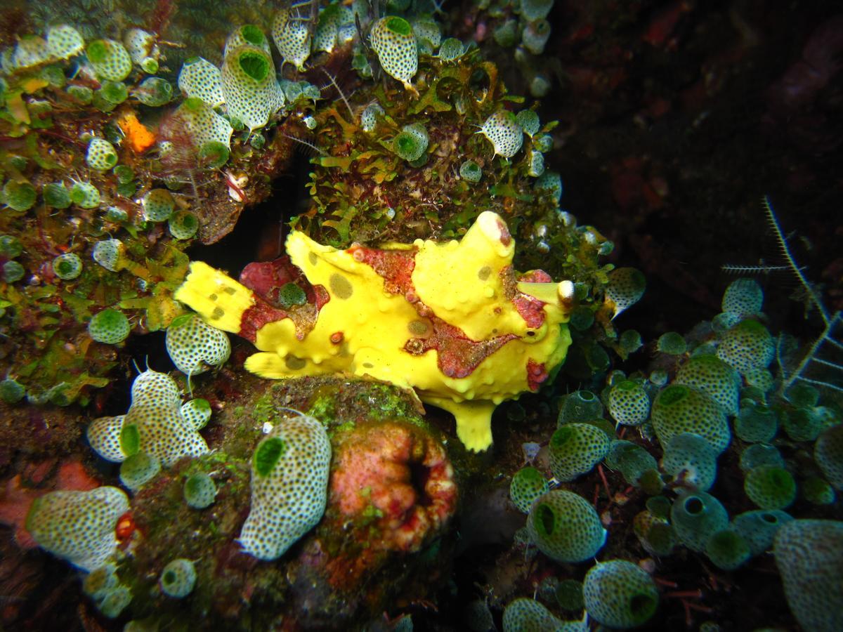 Jukung Dive Resort Bali Amed Εξωτερικό φωτογραφία