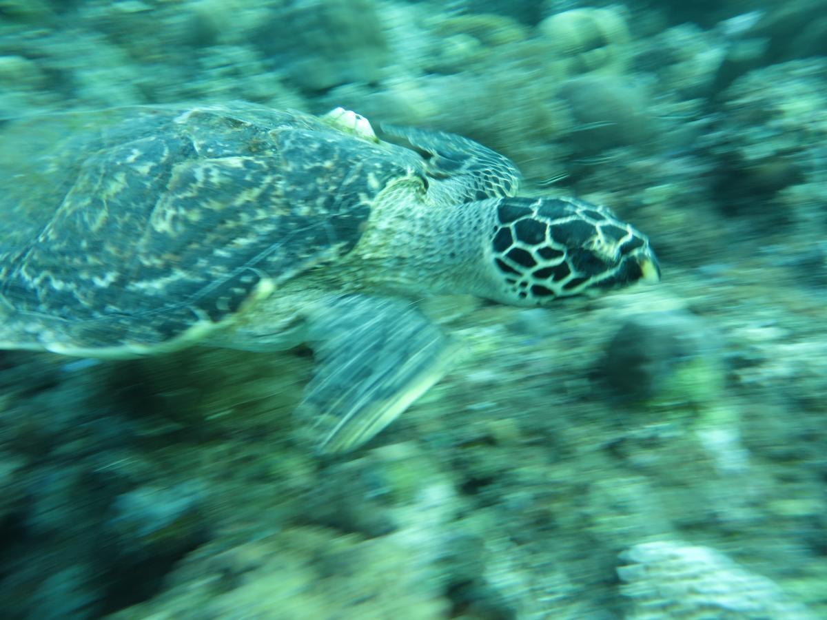 Jukung Dive Resort Bali Amed Εξωτερικό φωτογραφία