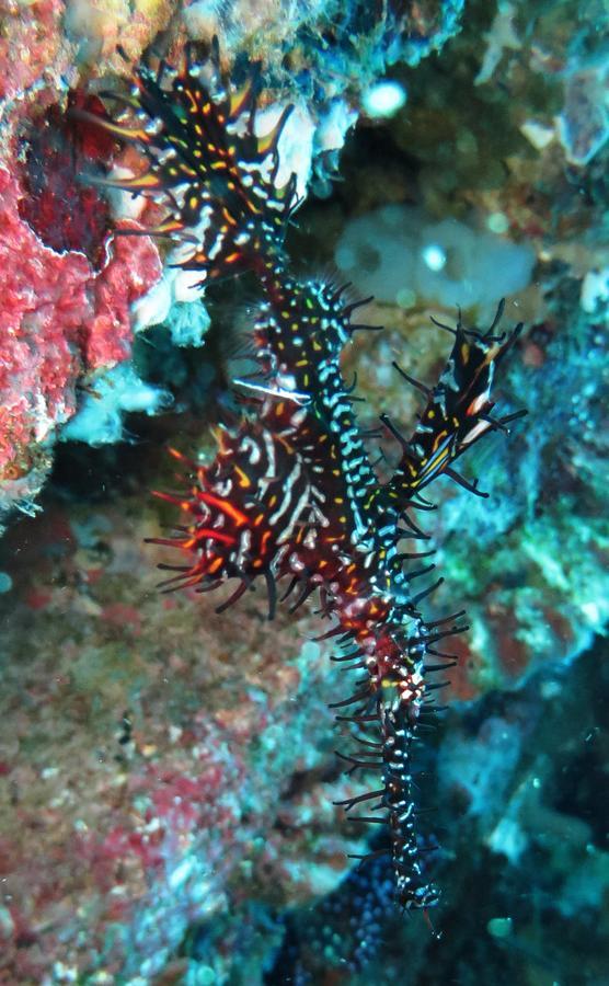 Jukung Dive Resort Bali Amed Εξωτερικό φωτογραφία